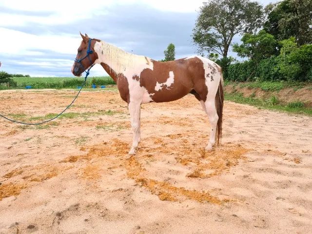 Potro Paint Horse - Foto 6