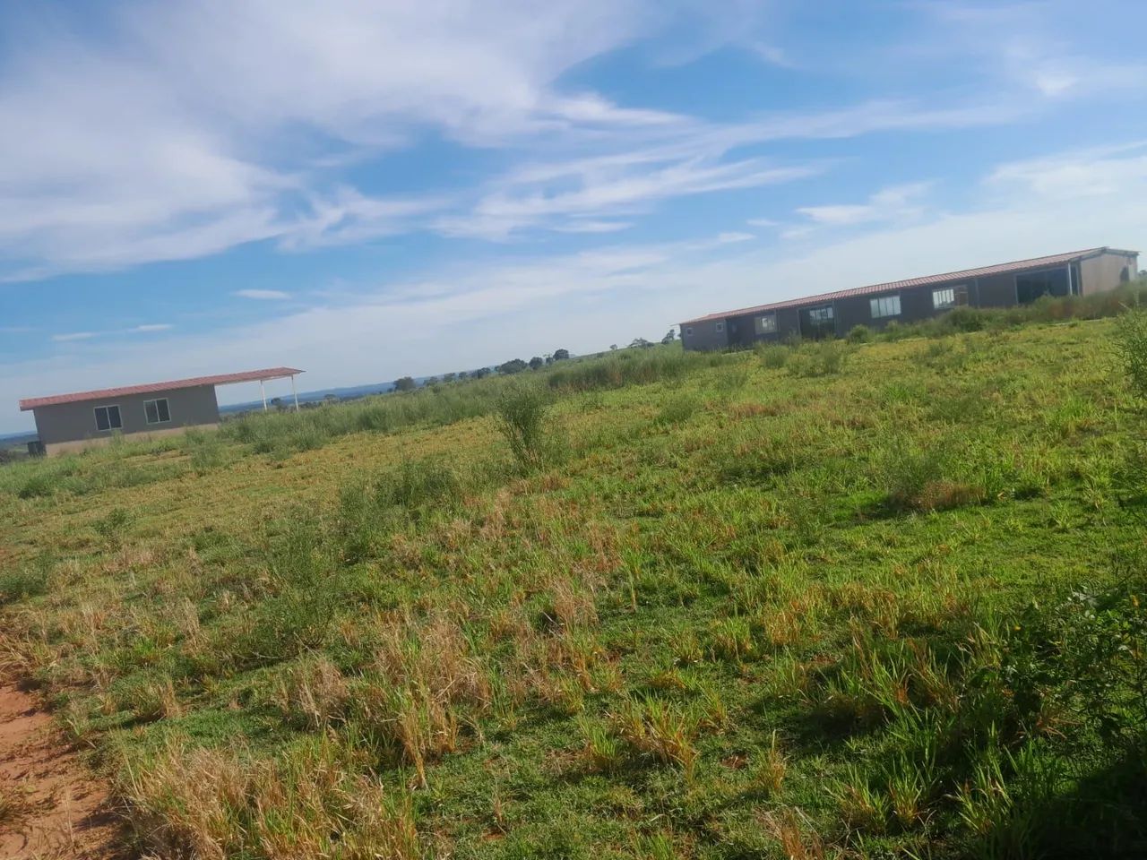 Soja milho ou pecuária  - Foto 2