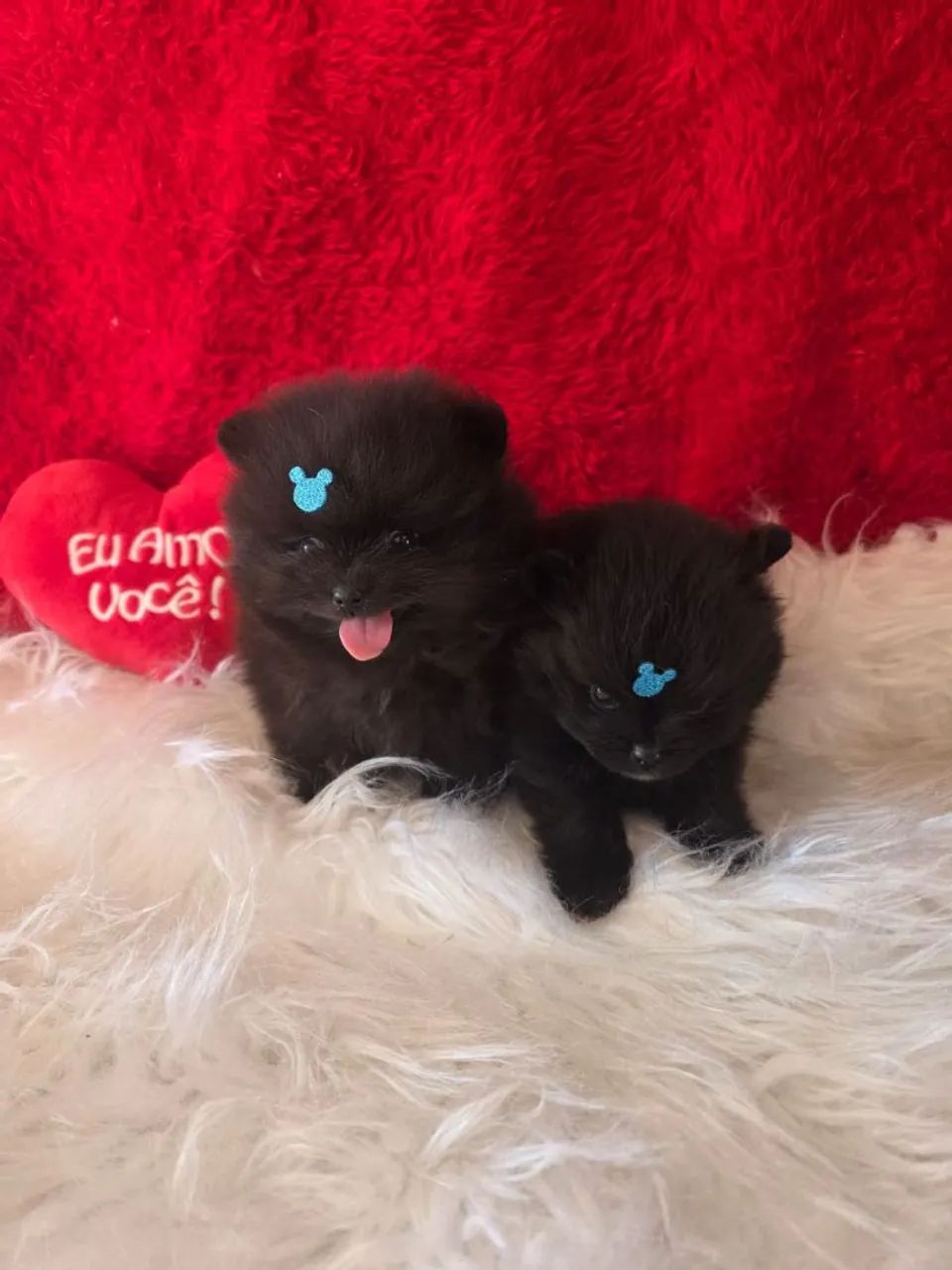 Dois filhotes de Spitz Alemão - Foto 4