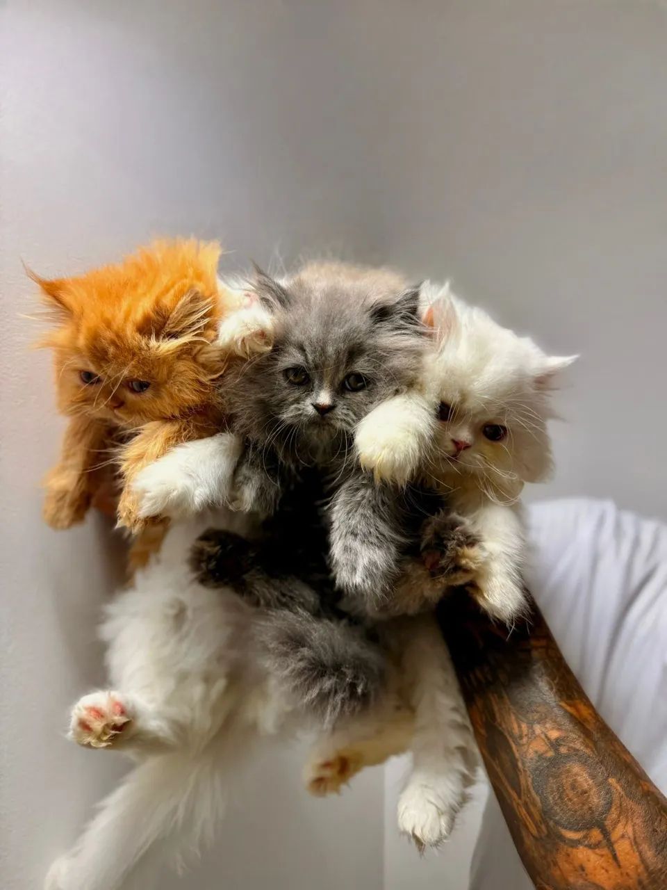 Gatos persas inteiros 