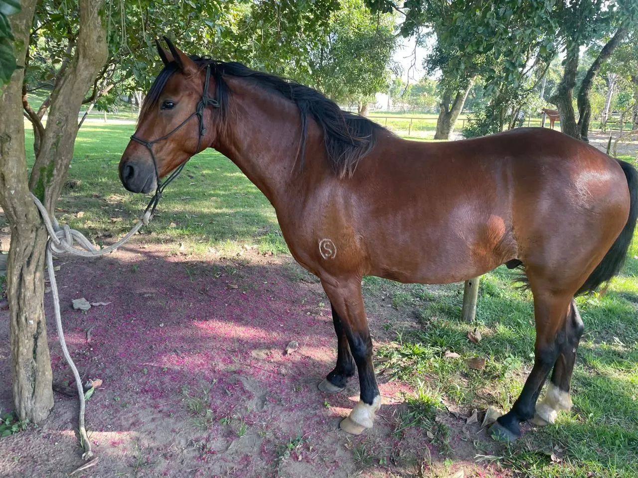 Cavalo mangalarga pra gente exigente 