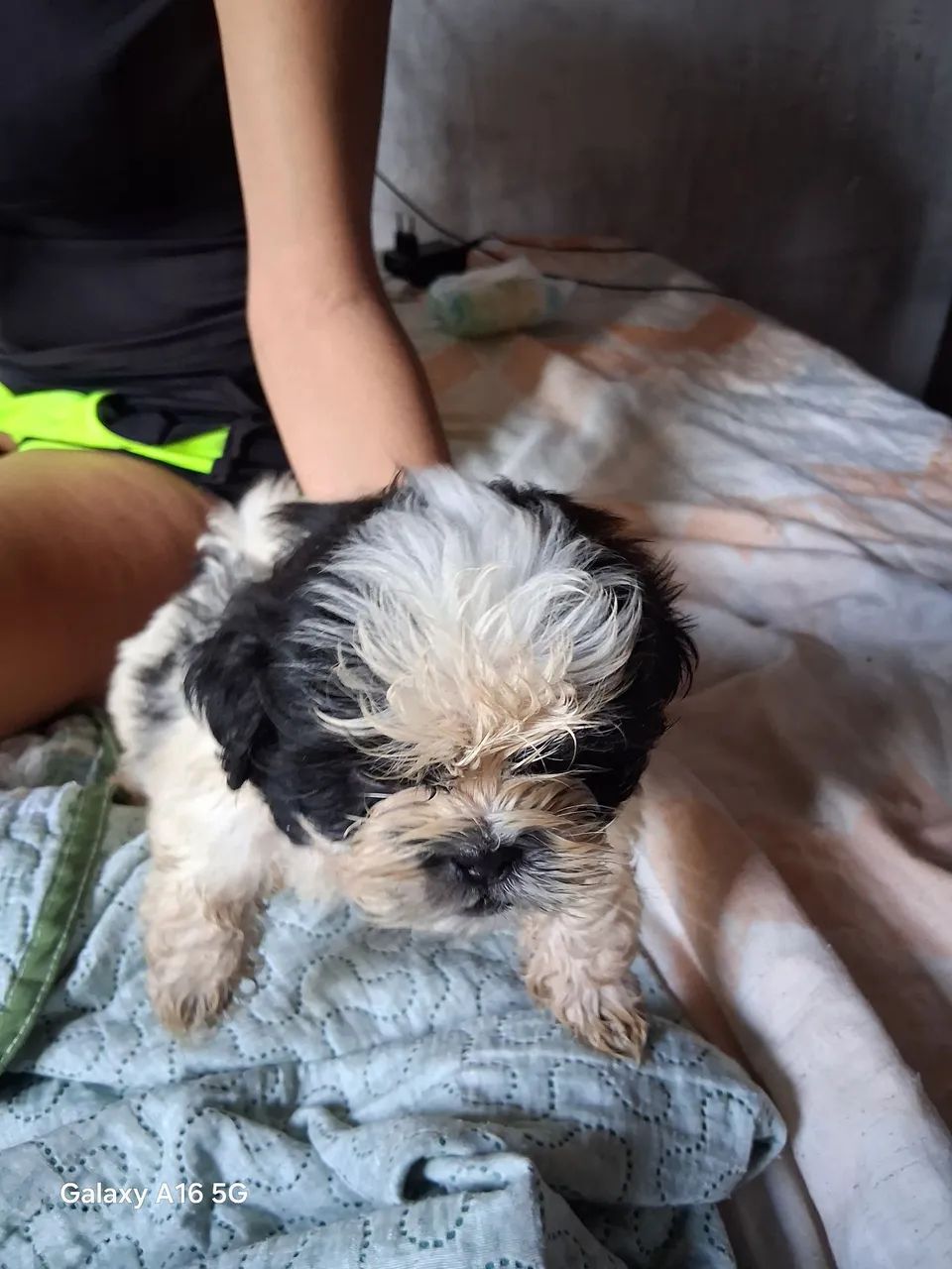 Filhotes Shih Tzu disponíveis - Foto 5