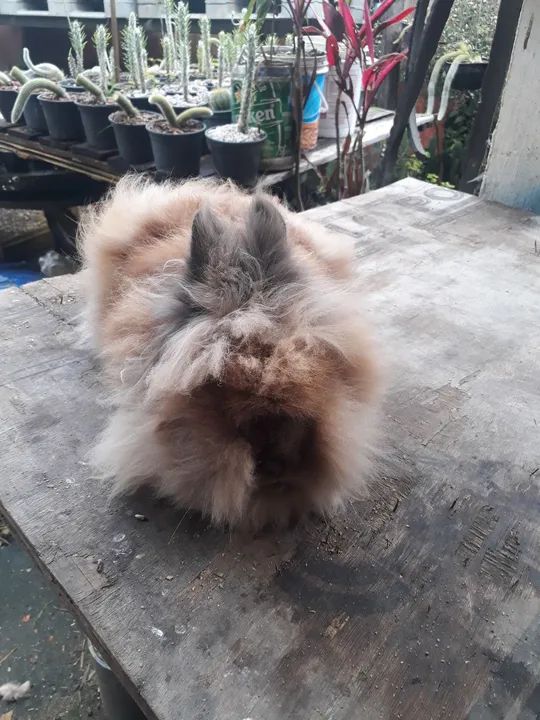 Coelho Lion Head  Raça pura  São bem peludos - Foto 5