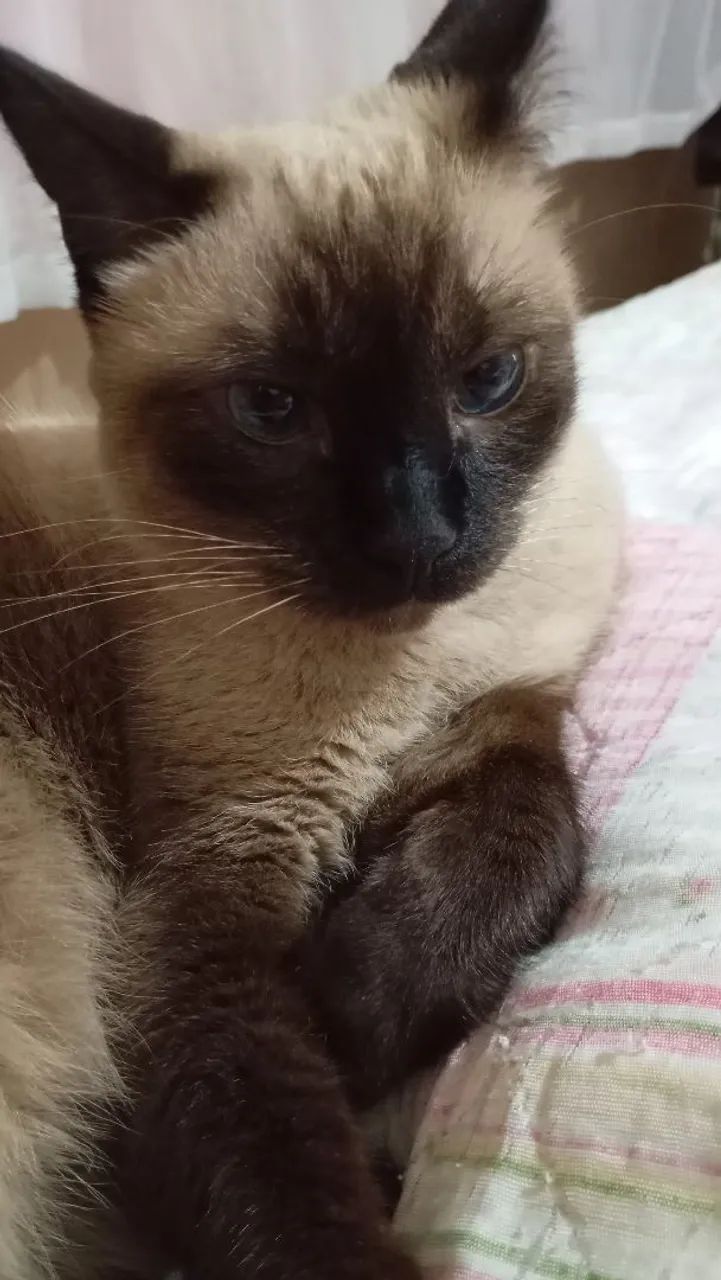 Doa se linda  gatinha siamês! - Foto 4