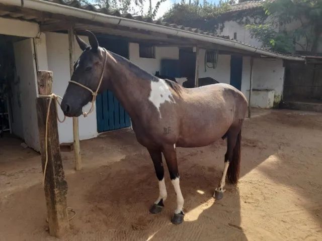 Égua Mangalarga Pampa de Preto, Marcha Batida, Registrada. - Foto 3