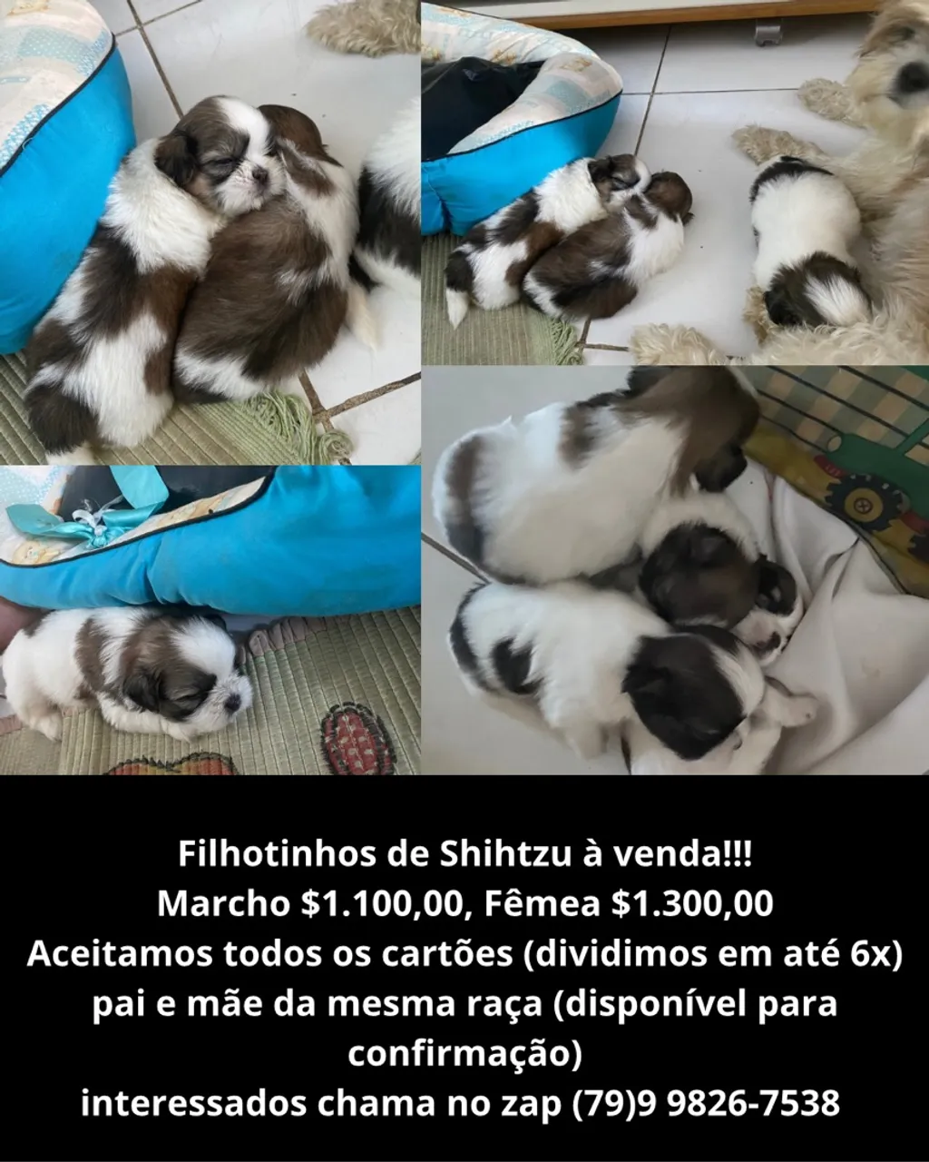 Filhotes de Shih Tzu à venda!