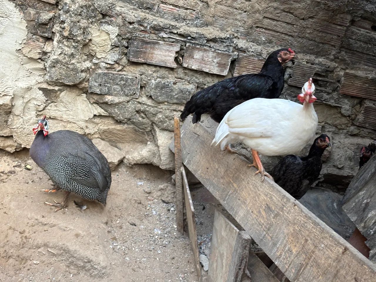 Vendo capotes, branco e comum. - Foto 2