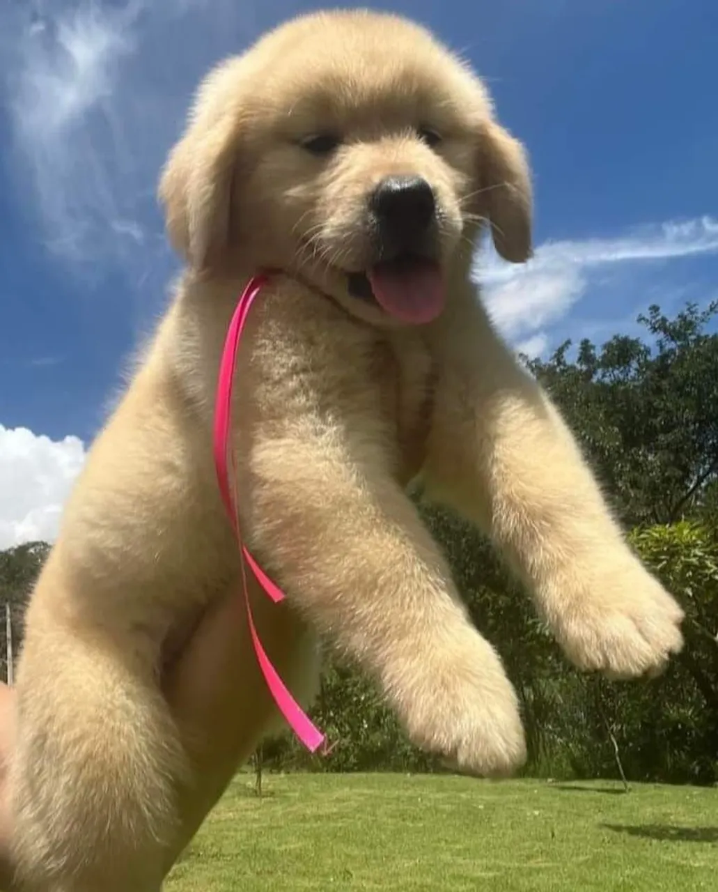 Filhote de Golden Retriever - Puro Sangue