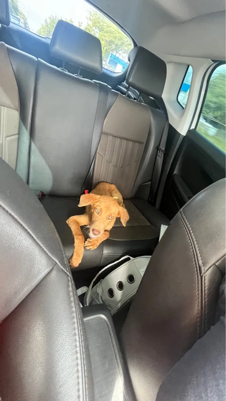 Cachorro adoção 