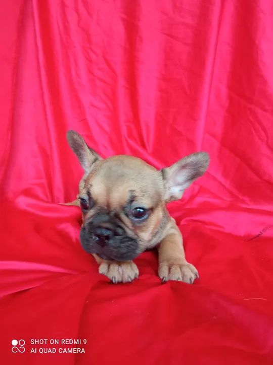  Bulldog Francês FÊMEAS  - Foto 3