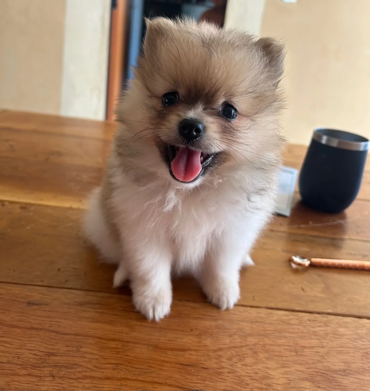 Filhote de Spitz Alemão (Lulu da Pomerânia) - Pelúcia!