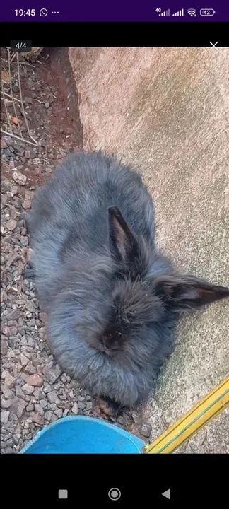 Vendo filhotes de coelho  - Foto 6