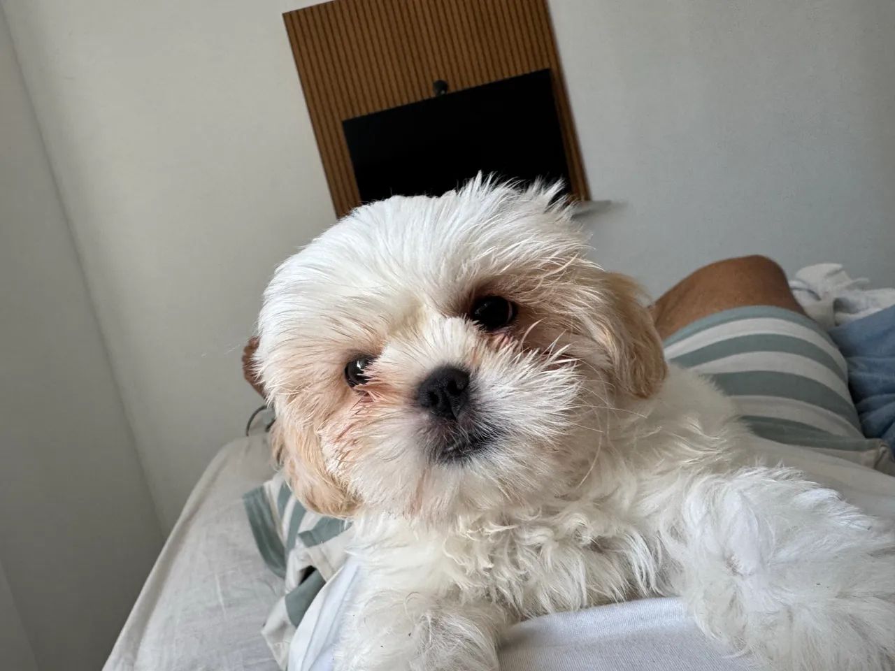 Filhote shi tzu 