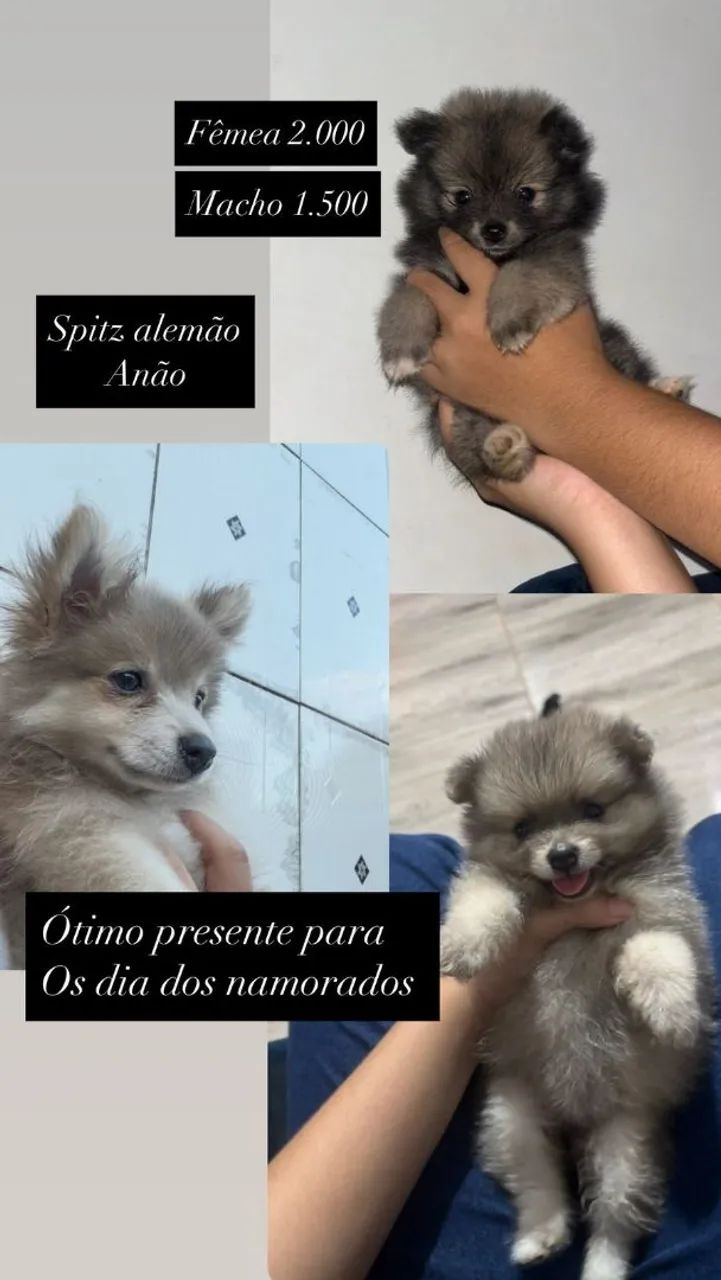 Spitz Alemão Filhote  - Foto 2