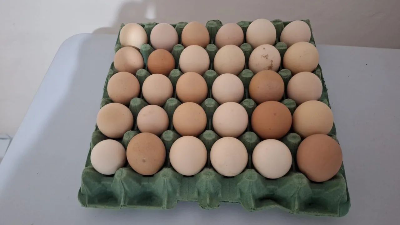 Ovos de galinha galado bandeja com 30 ovos