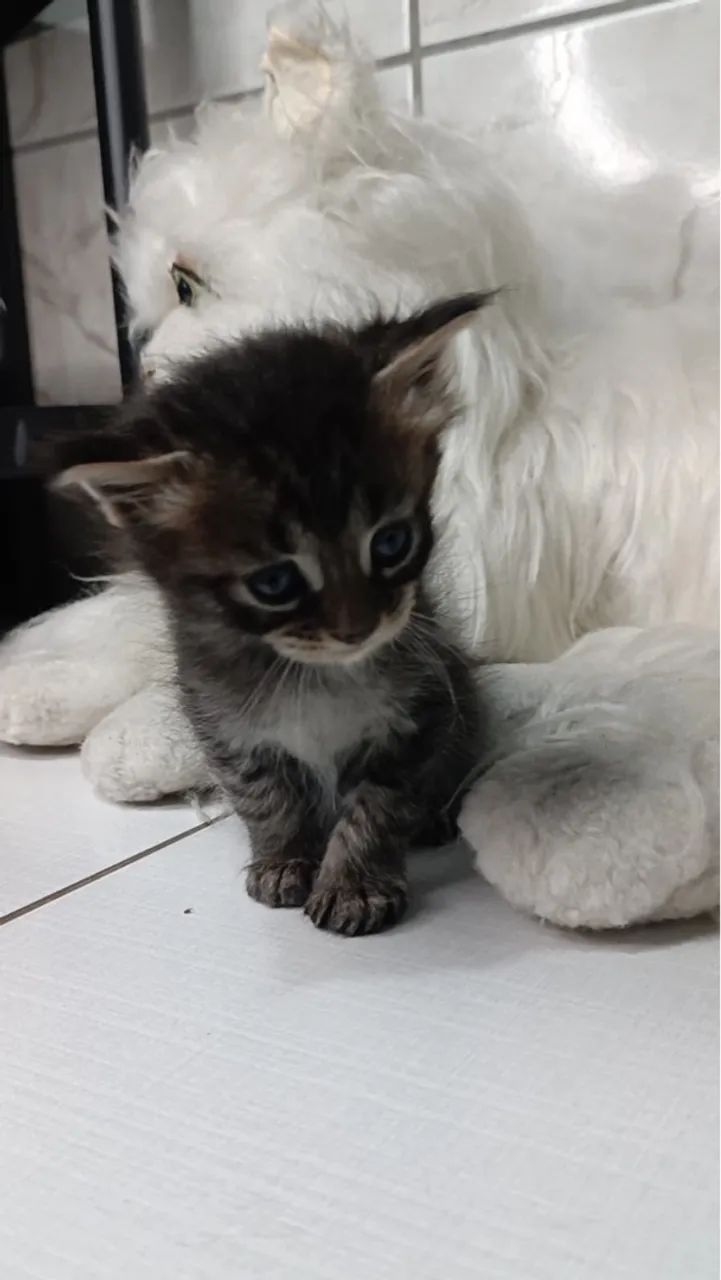Filhotes maine coon disponíveis- Um charme e elegância  - Foto 2