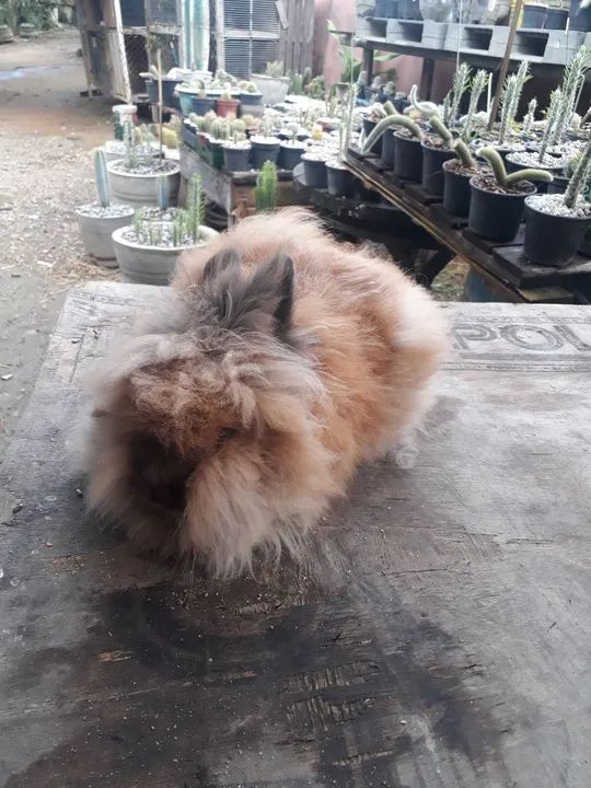 Coelho Lion Head  Raça pura  São bem peludos - Foto 2