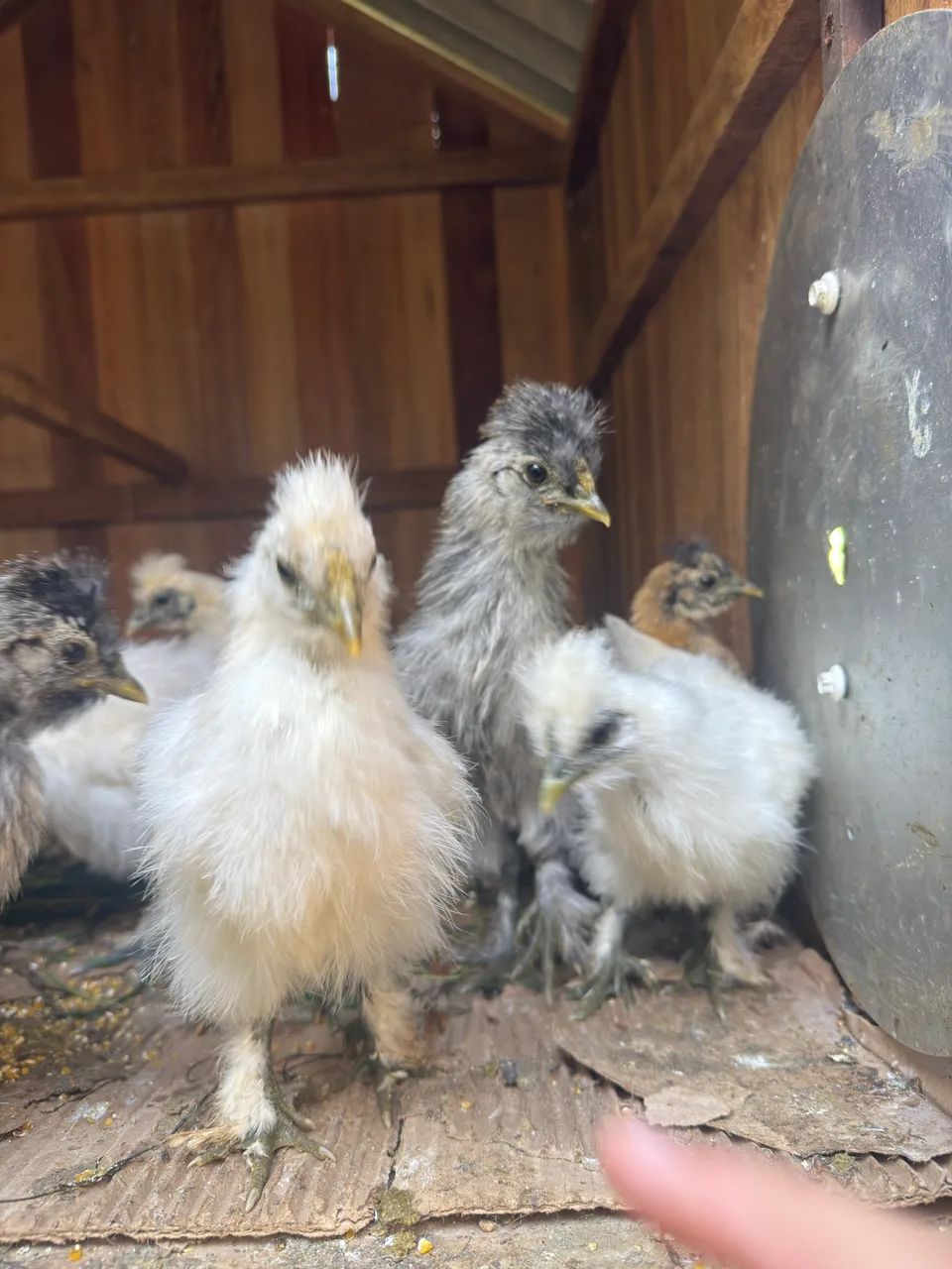 Pintinho sedosas do Japão  - Foto 2