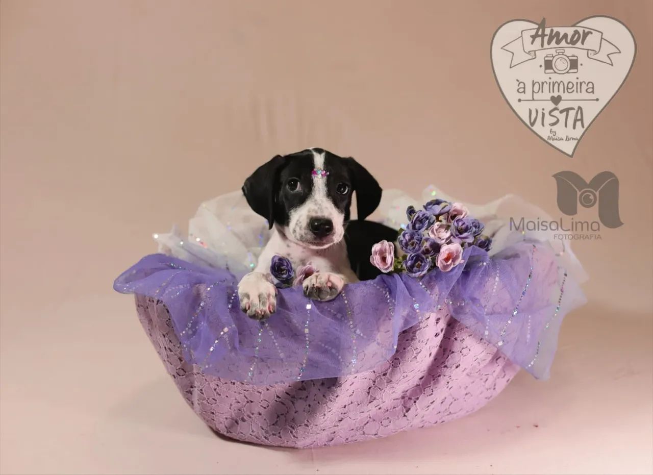 Filhote de cachorro disponível para adoção - Foto 4