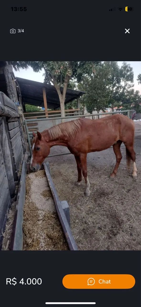 Vendo 2 égua e 1 cavalo - Foto 6