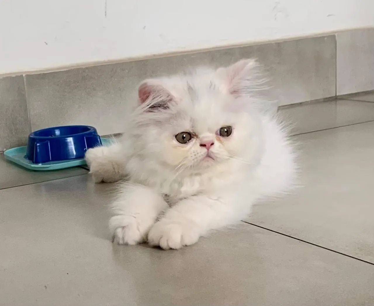 Persa Branco Neve  - Foto 2