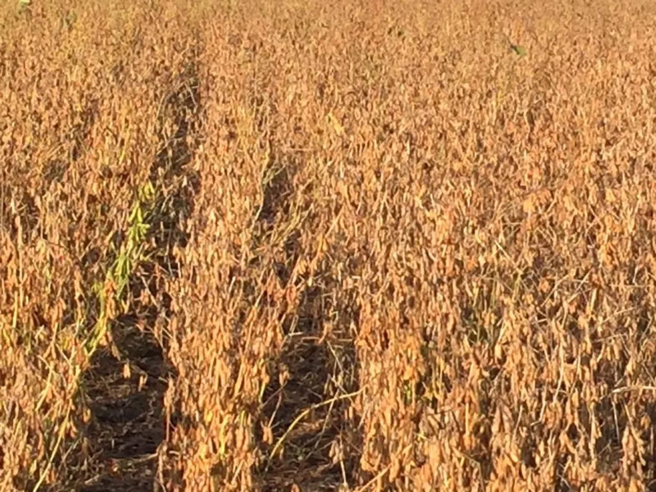 Fazenda de arrendamento 10.300hec de plantio atual. Ágio 70 milhões.