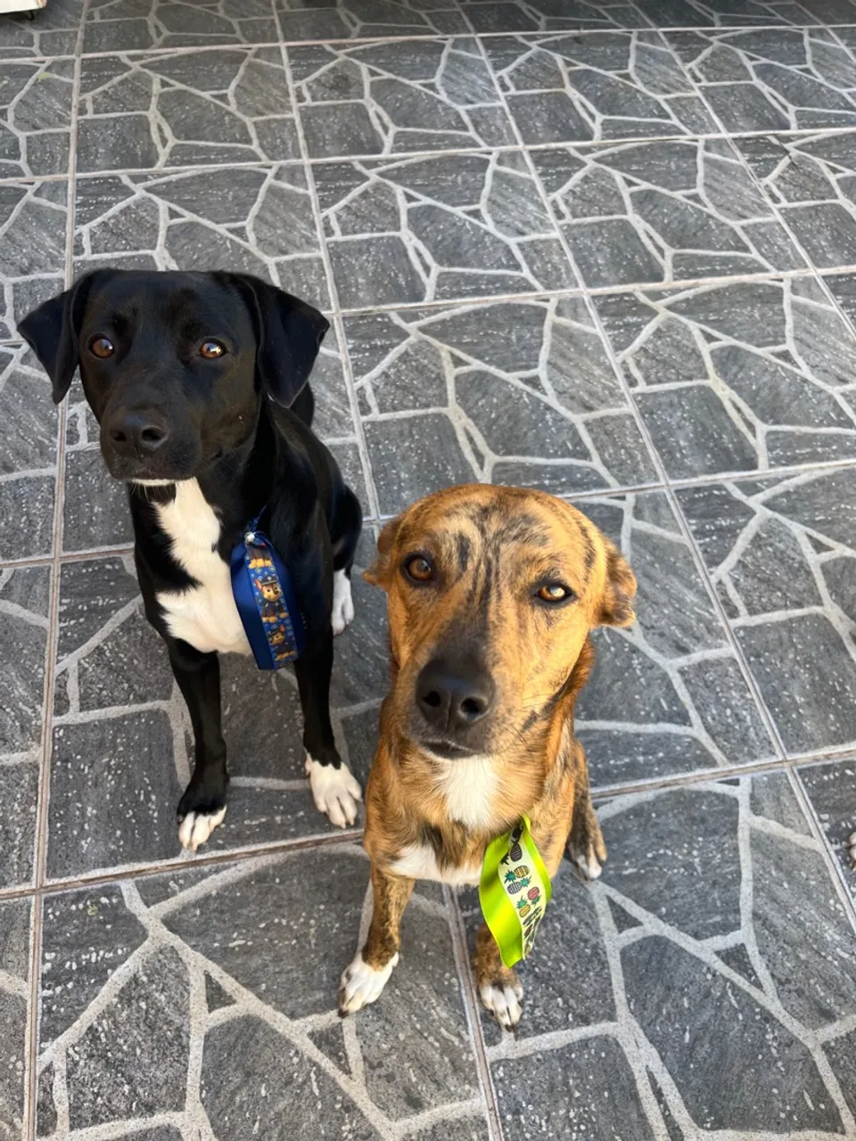 Lindos Cachorros para Adoção