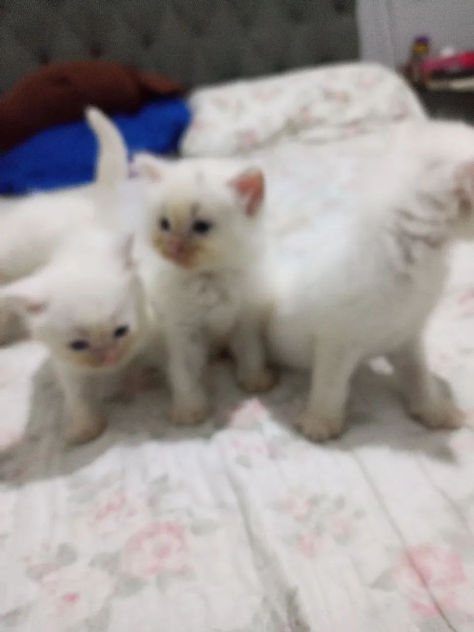 Lindos filhotes de gato persa