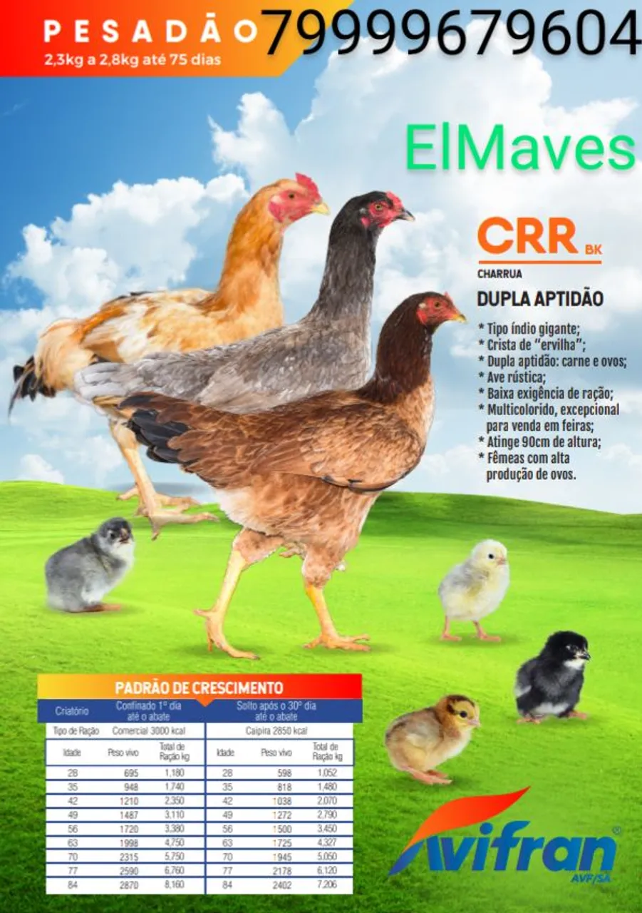 Frangos Caipira - índio gigante.