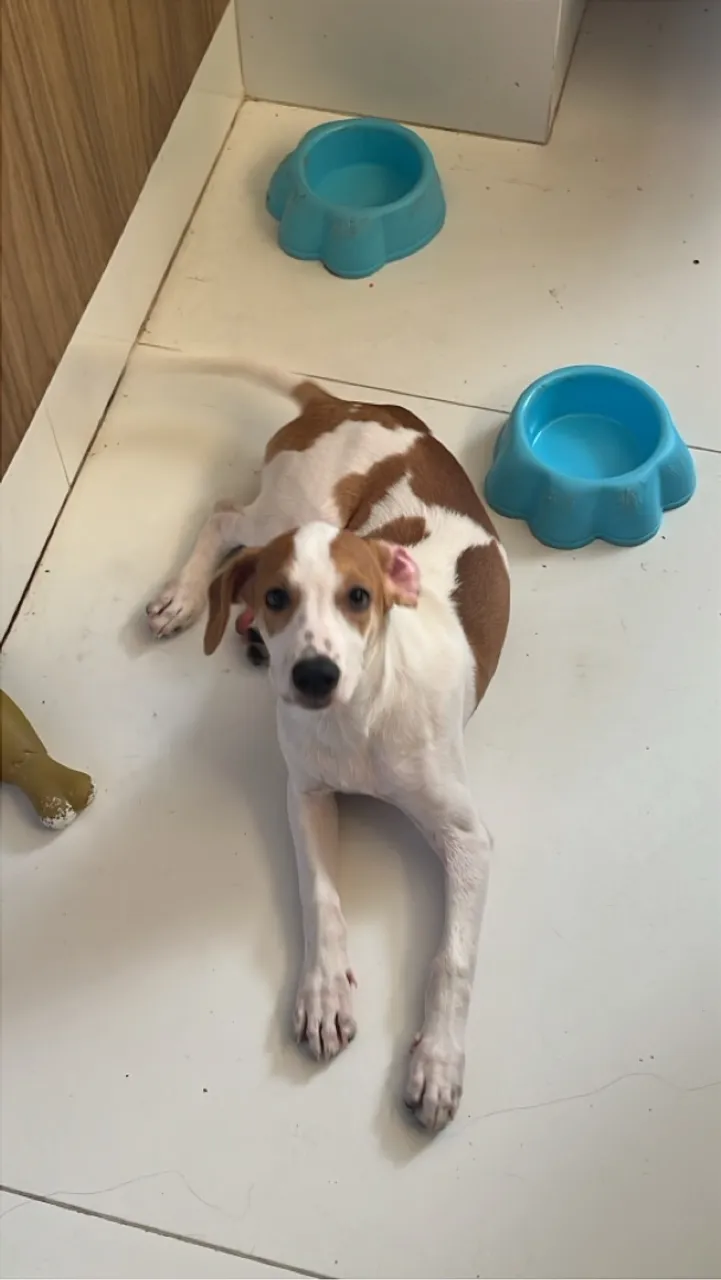 Cachorro filhote para adoção