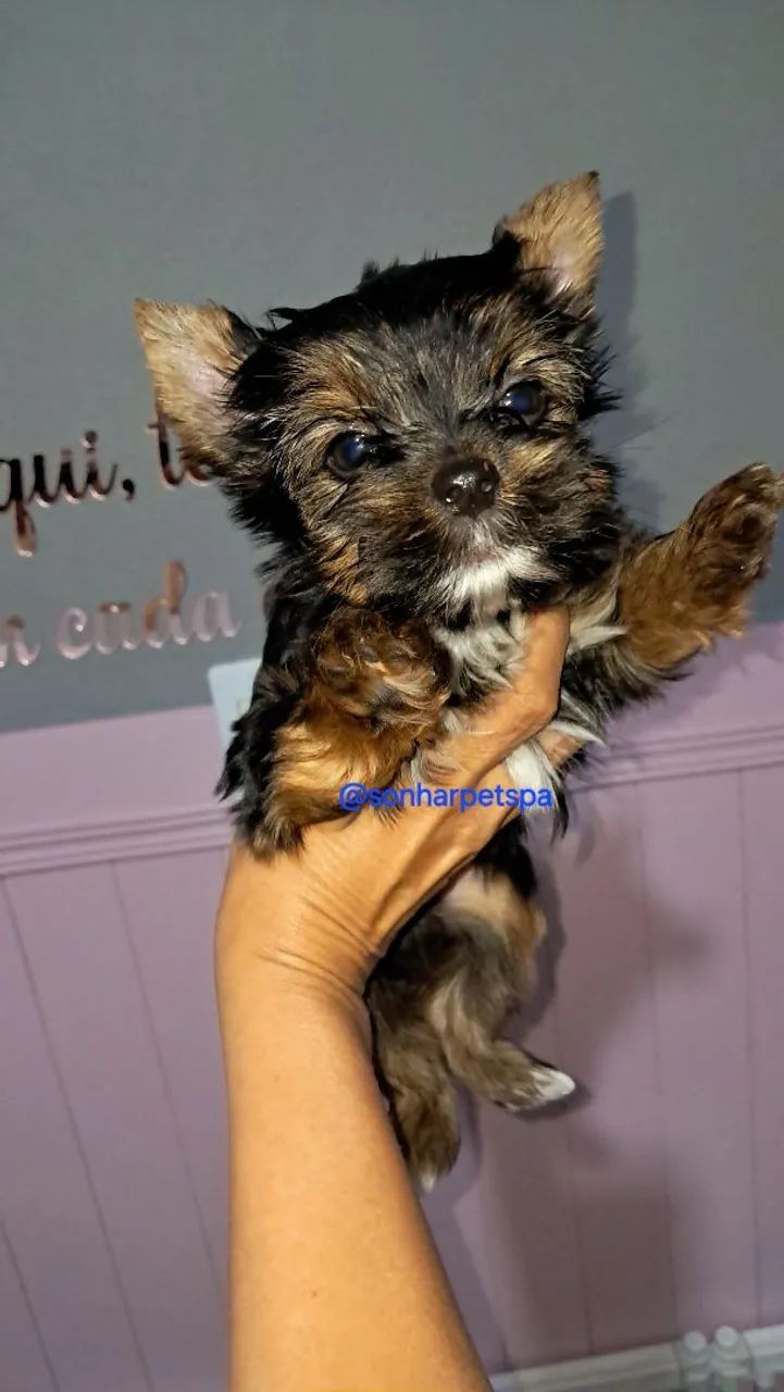 Yorkshire Terrier Macho - 60 dias - Apenas 600gr - Foto 5
