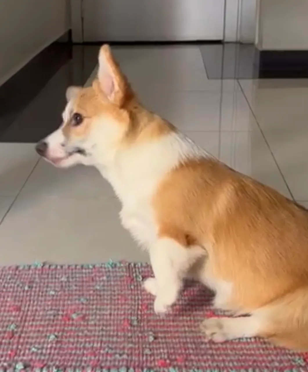 Corgi fofo à procura de um novo lar!