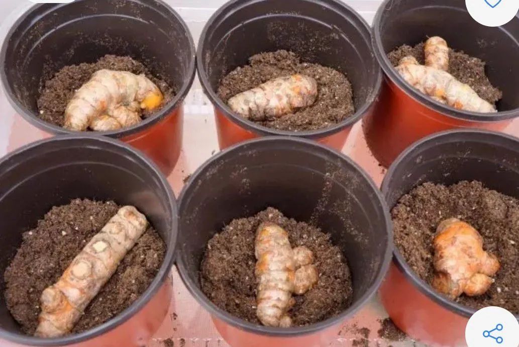 Bubos açafrão da terra  - Foto 4