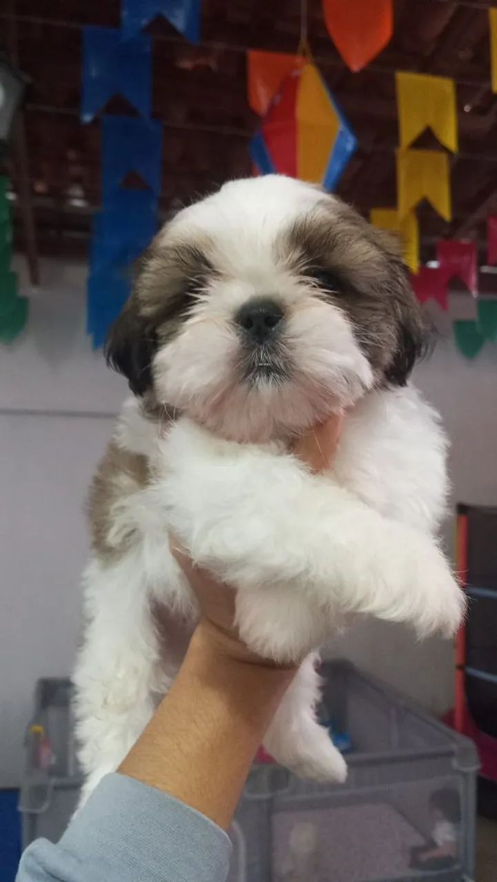 Shih tzu 