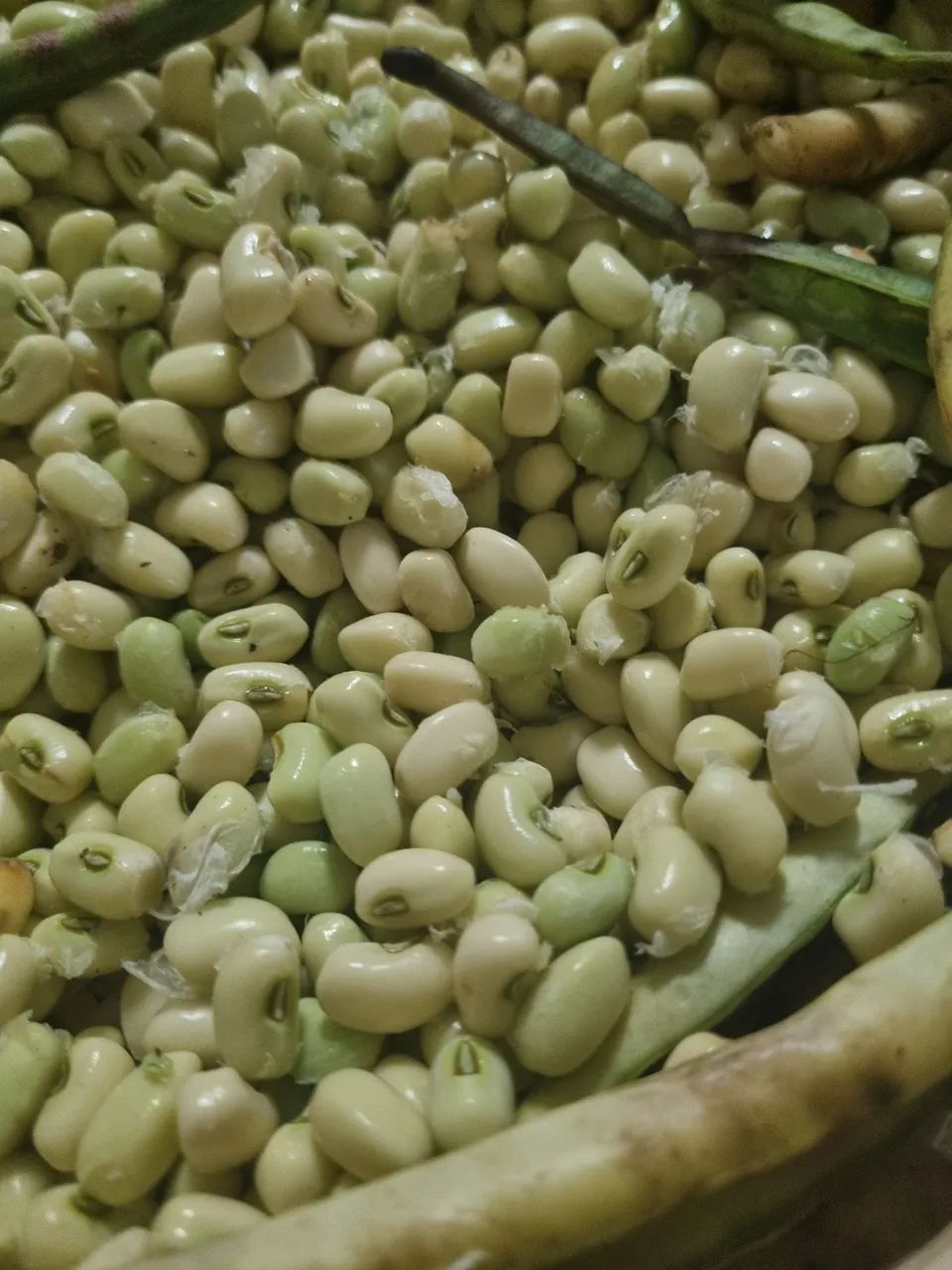 Feijão verde e Mandioca orgânica.