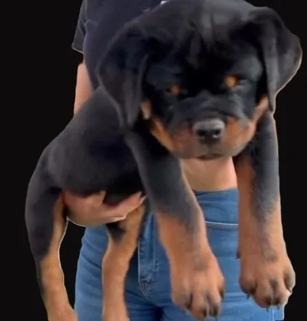 ROTTWEILER MACHOS E FÊMEAS DISPONÍVEIS - Foto 4