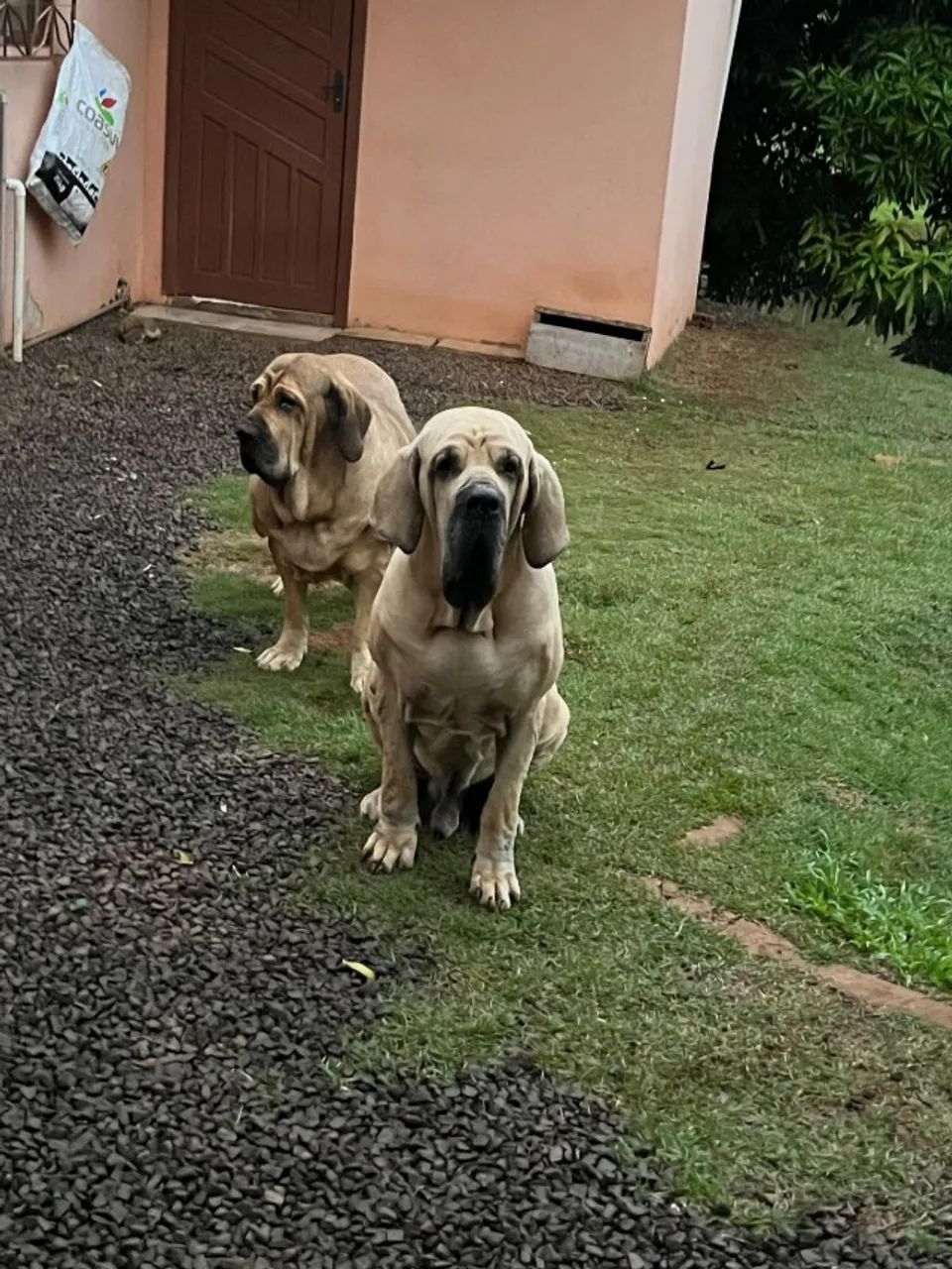 fila brasileiro