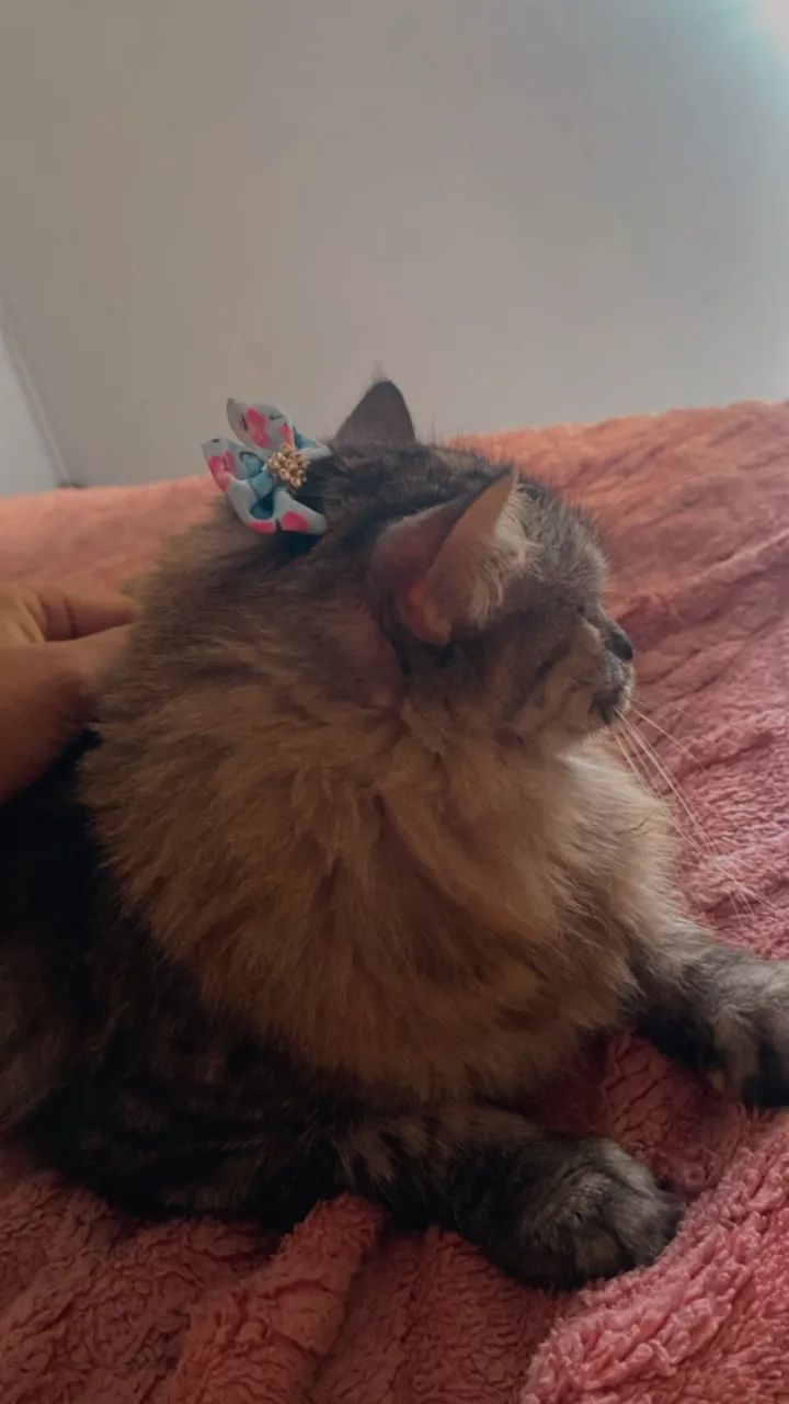 Gato  - Foto 3