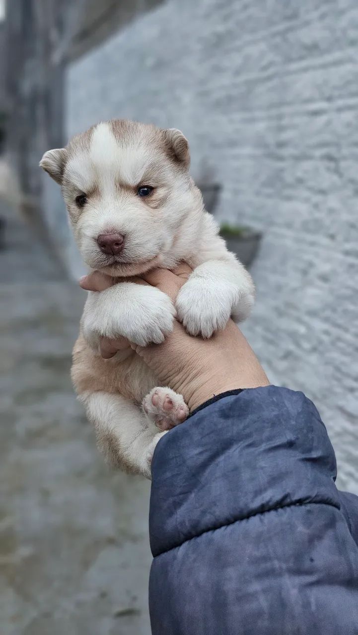 Husky siberiano  - Foto 2