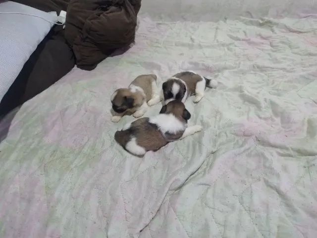Cachorro ? - Foto 3