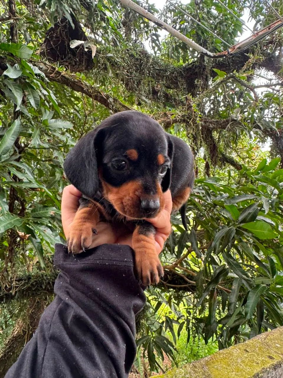 Dachshund SALSICHA macho (venda) - Foto 2
