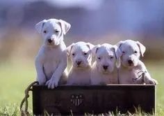 Dogo Argentino