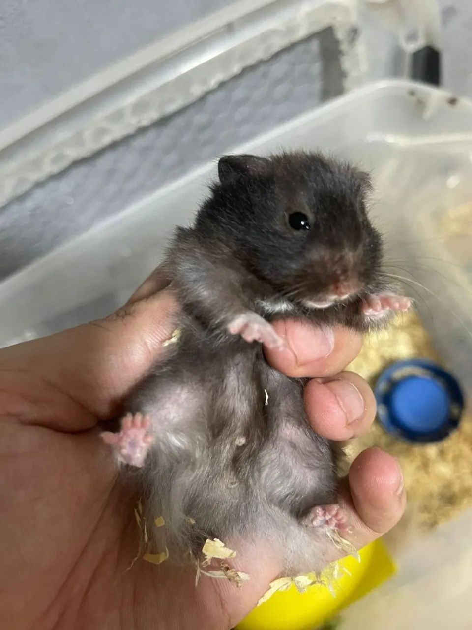 Hamster  - Foto 2