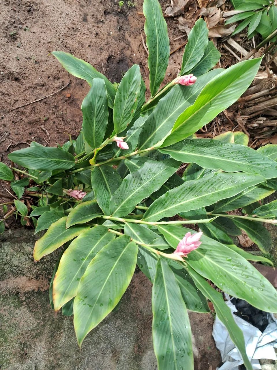Vende-se mudas de helicônia bihai vermelha, alpinia v / a, papagaio v / a, - R$15 - Foto 6