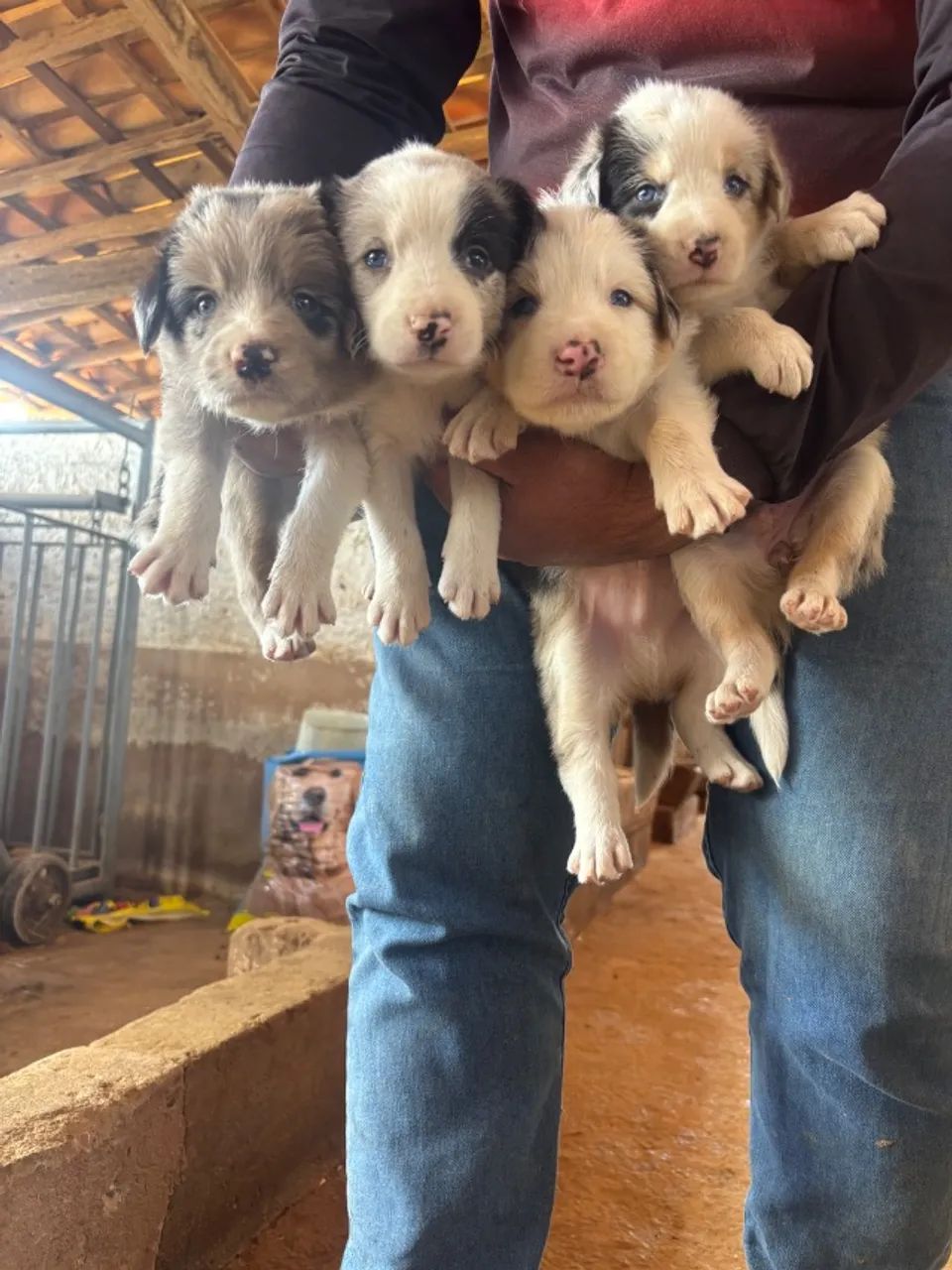Cães 