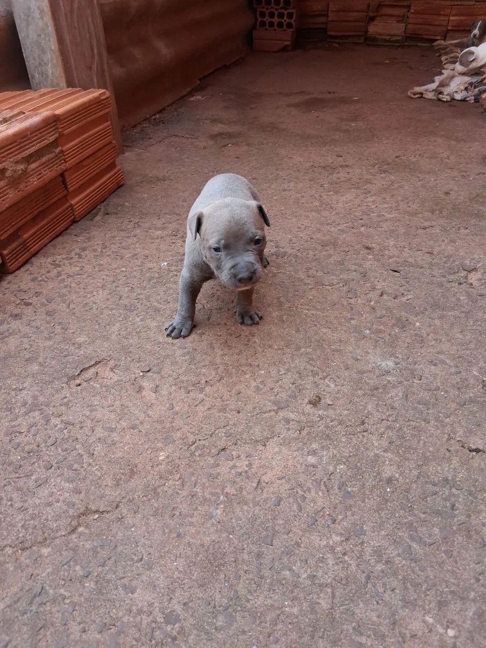 Pitbull 