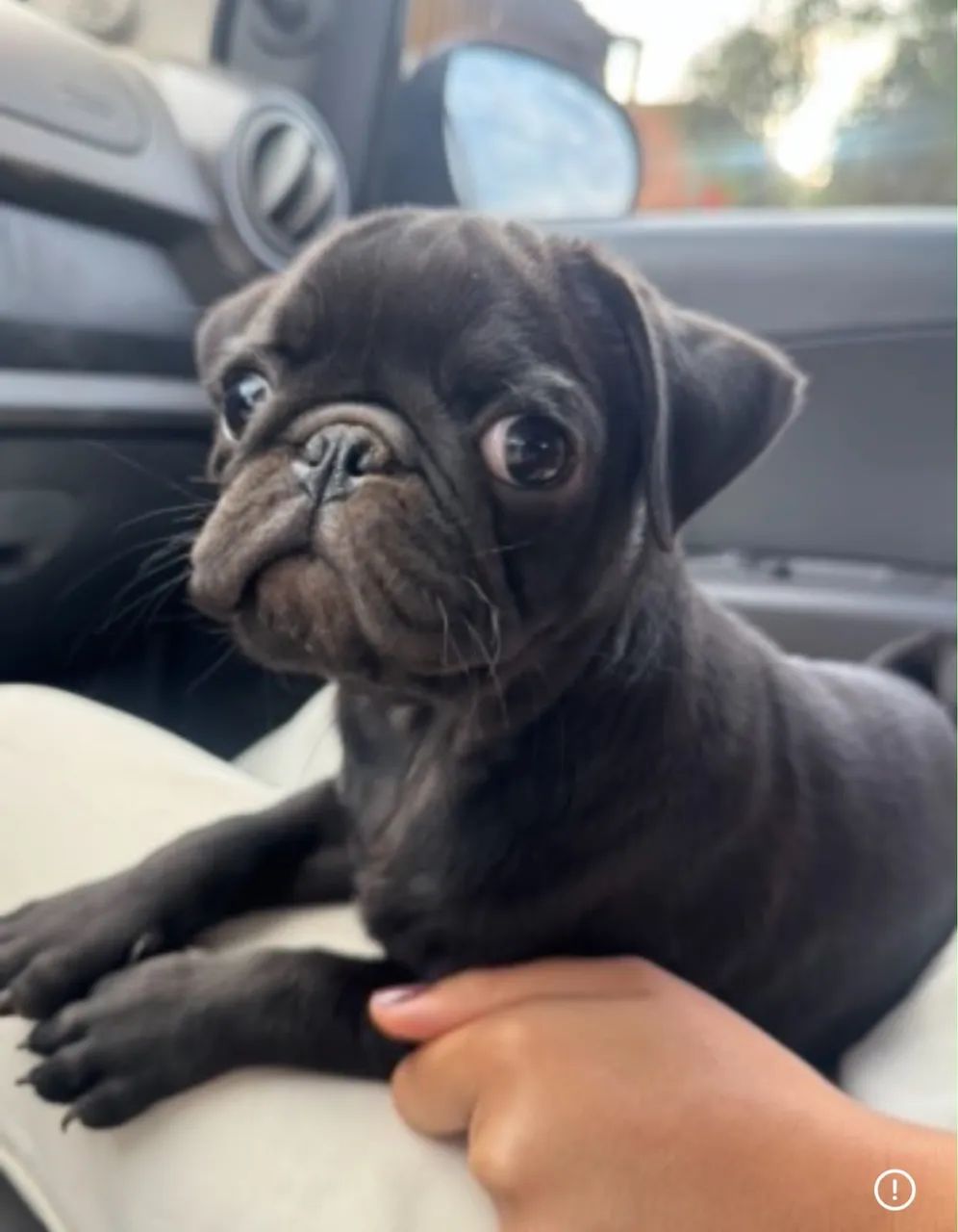 Pug Macho preto  - Foto 3
