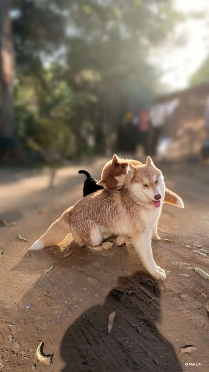 Husky siberiano macho 6 meses CBKC
