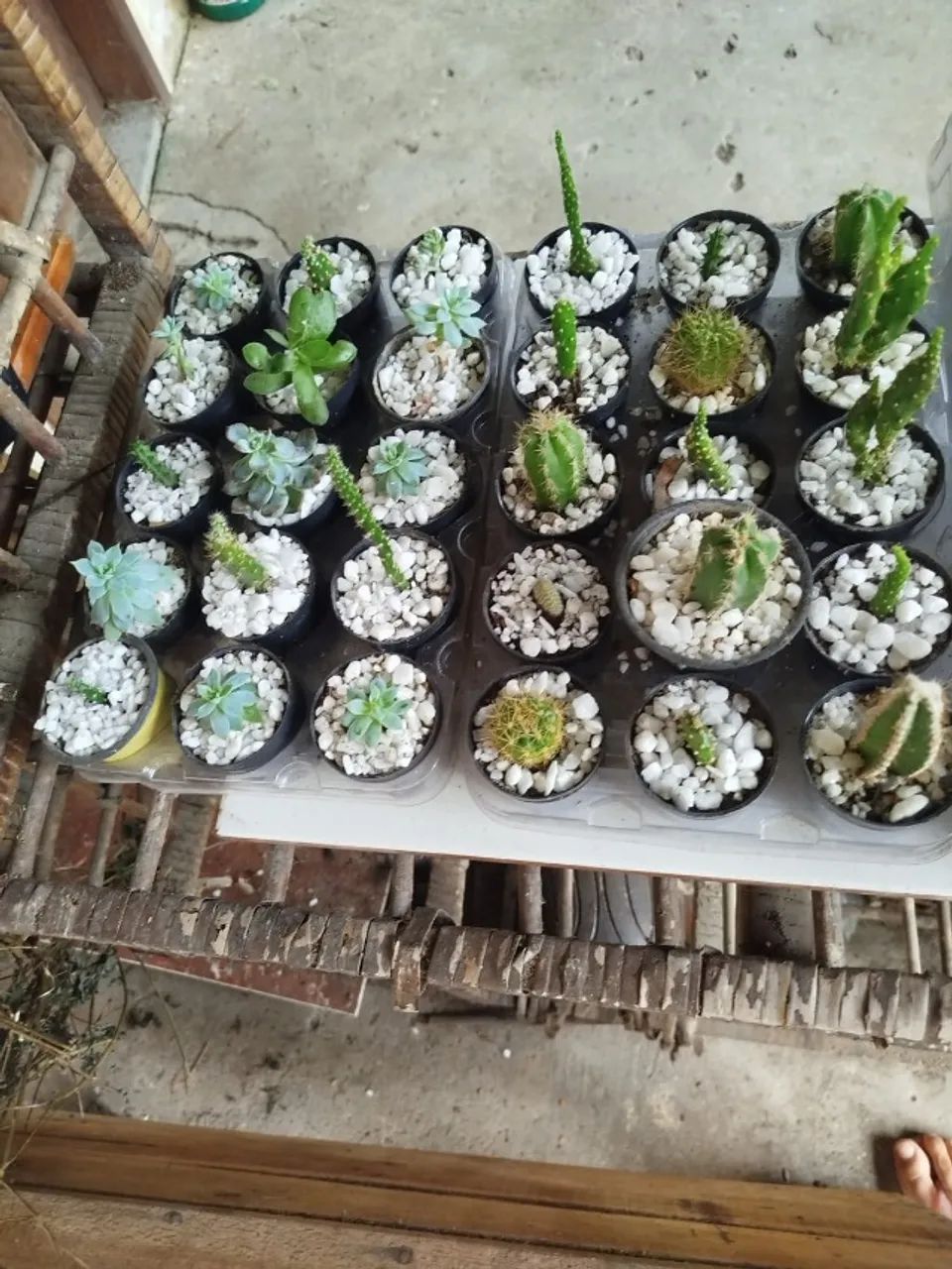 Suculentas e Cactos - R$15,00 - Com Vasinho Incluso - Foto 2