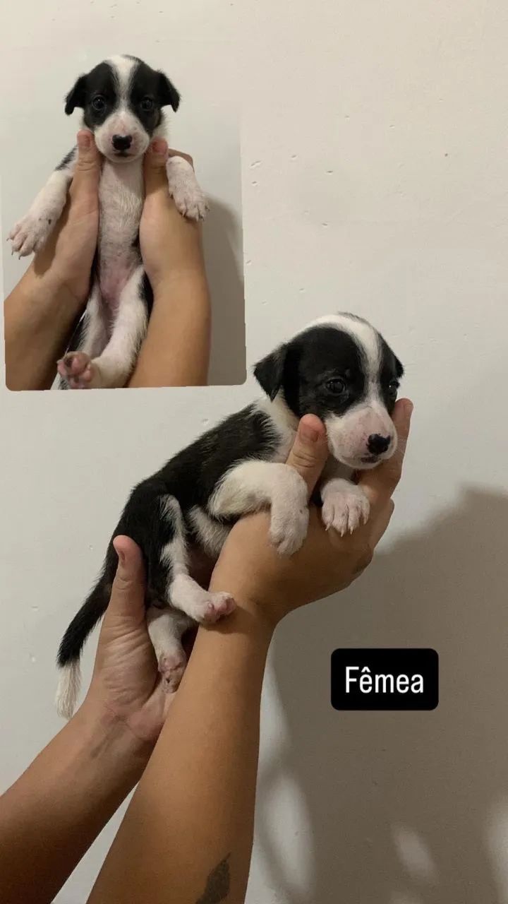 Adoção responsável  - Foto 2